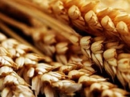 Foto: Preços futuros do trigo tiveram a maior alta em cinco semanas 