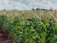 Foto: Plantio da safra de milho atinge 40% no Paraná