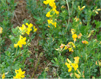Cornich�o
