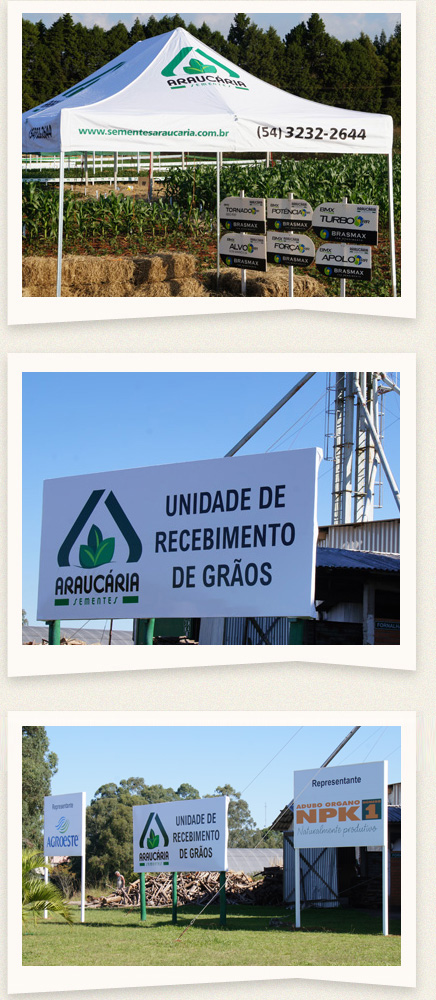 Sementes Araucária
