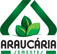 Sementes Araucária